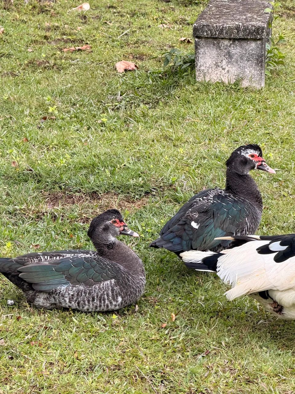Patos Fêmea e Macho  - Foto 2