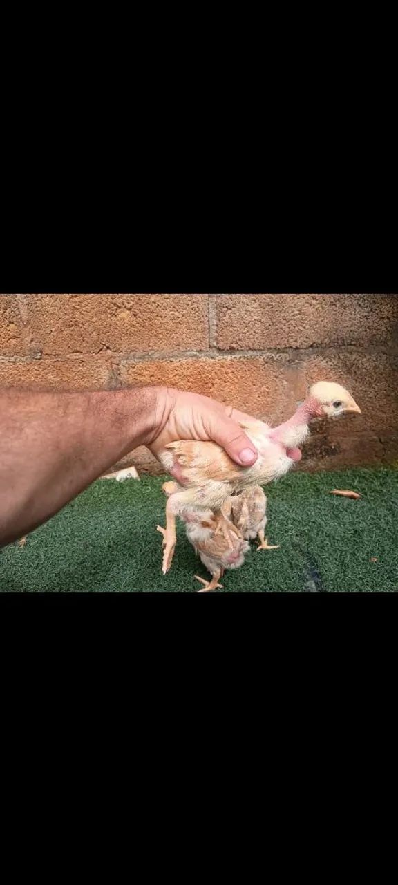 Pintinhos pescoço pelado  - Foto 2