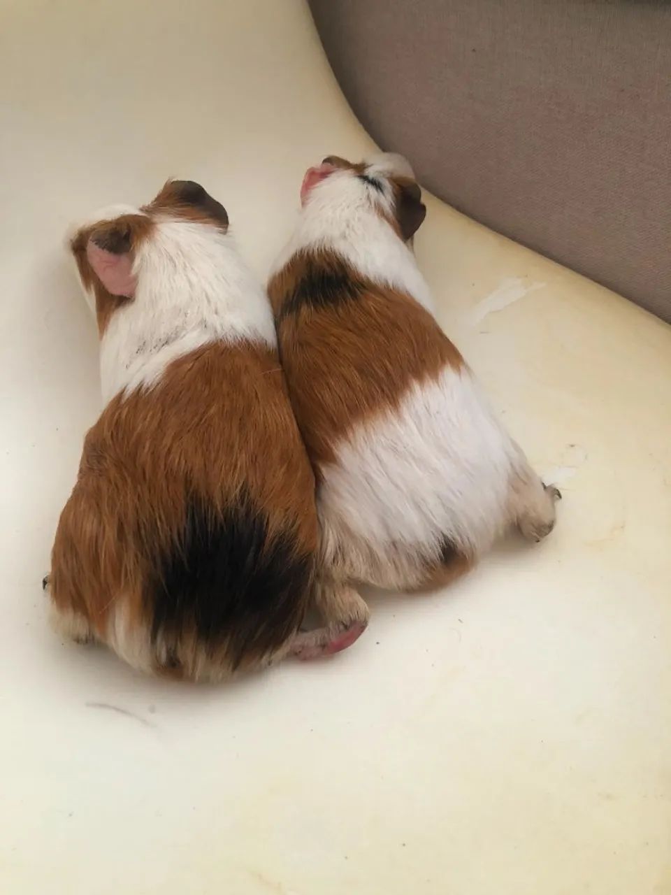 Dois porquinhos  da índia macho  - Foto 4