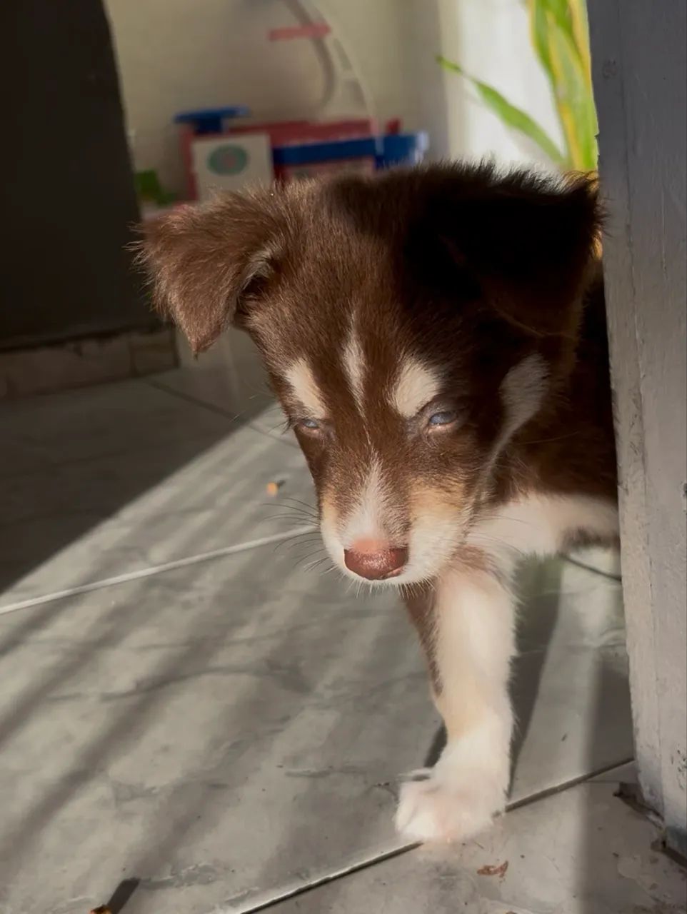 Husky siberiano de 45 dias fêmea 