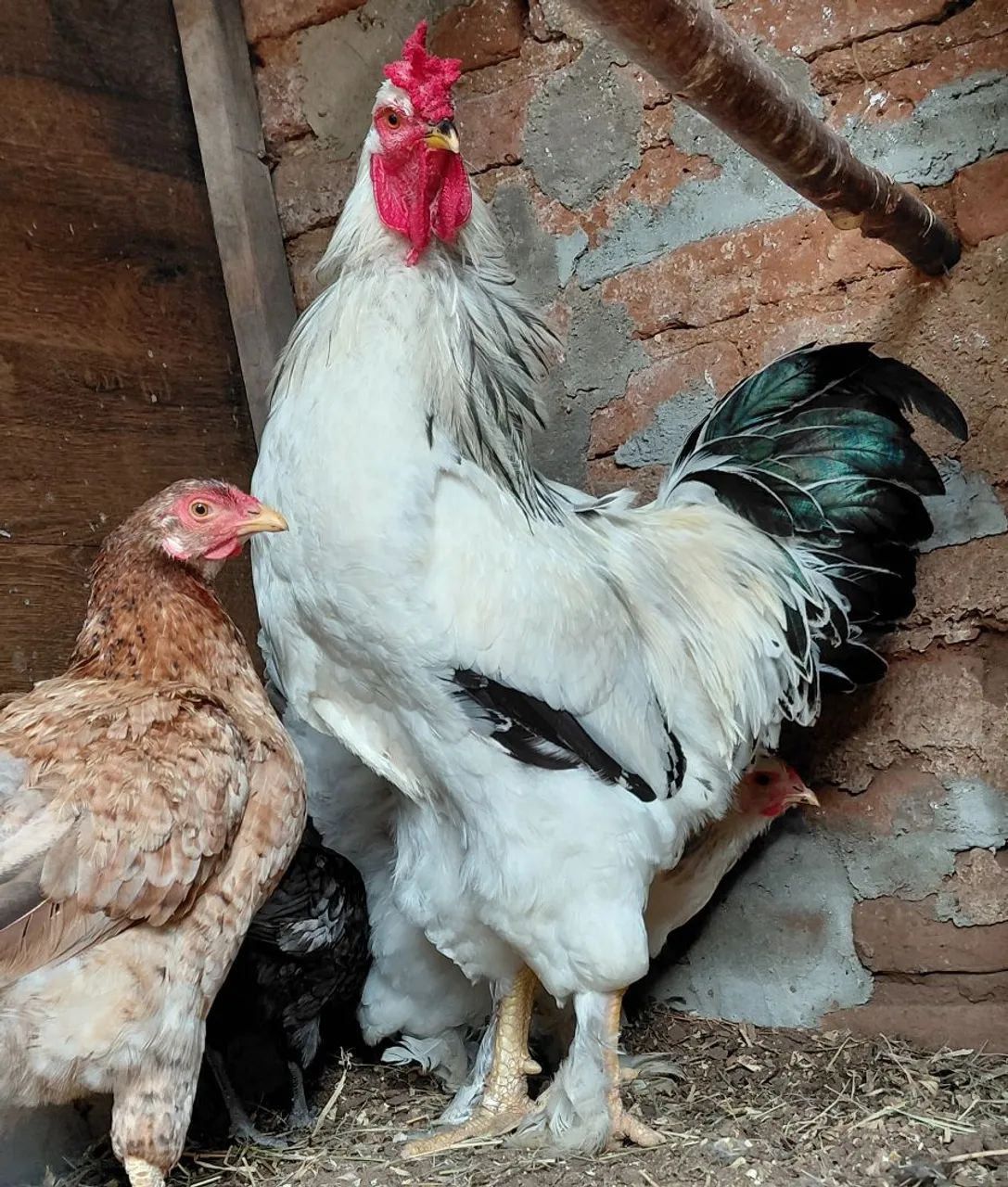 Galo Brahma - Foto 2