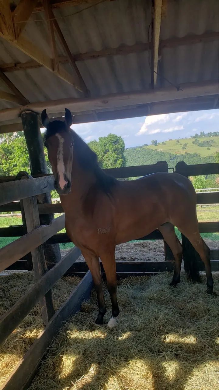 Cavalo mangalarga Castrado Registrado Marcha Batida 
