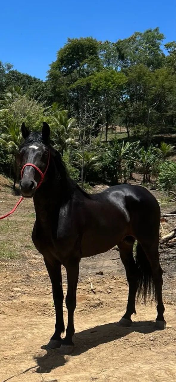 Cavalo - Foto 2