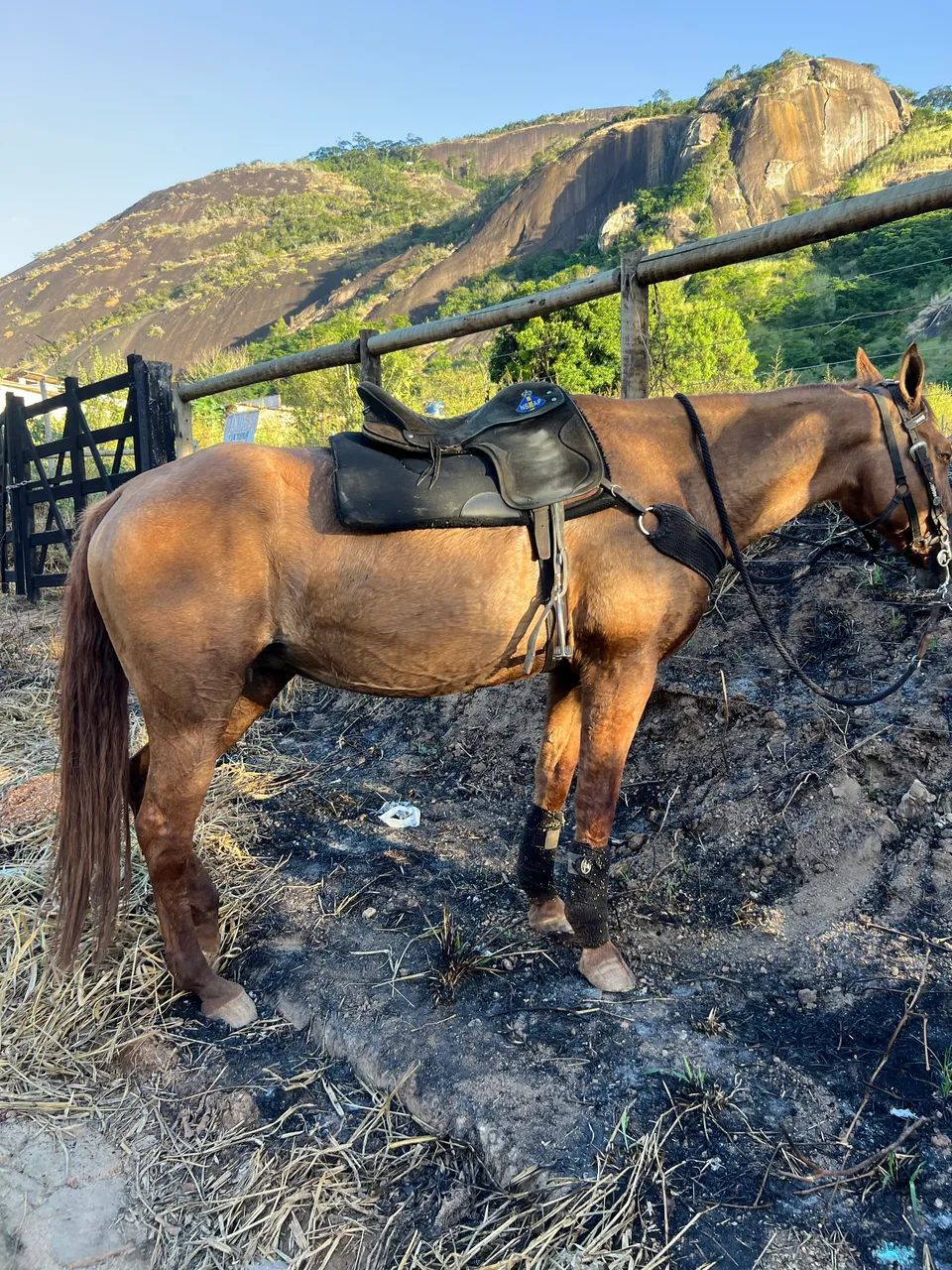Vendo Égua Quarto de Milha - Sem doc