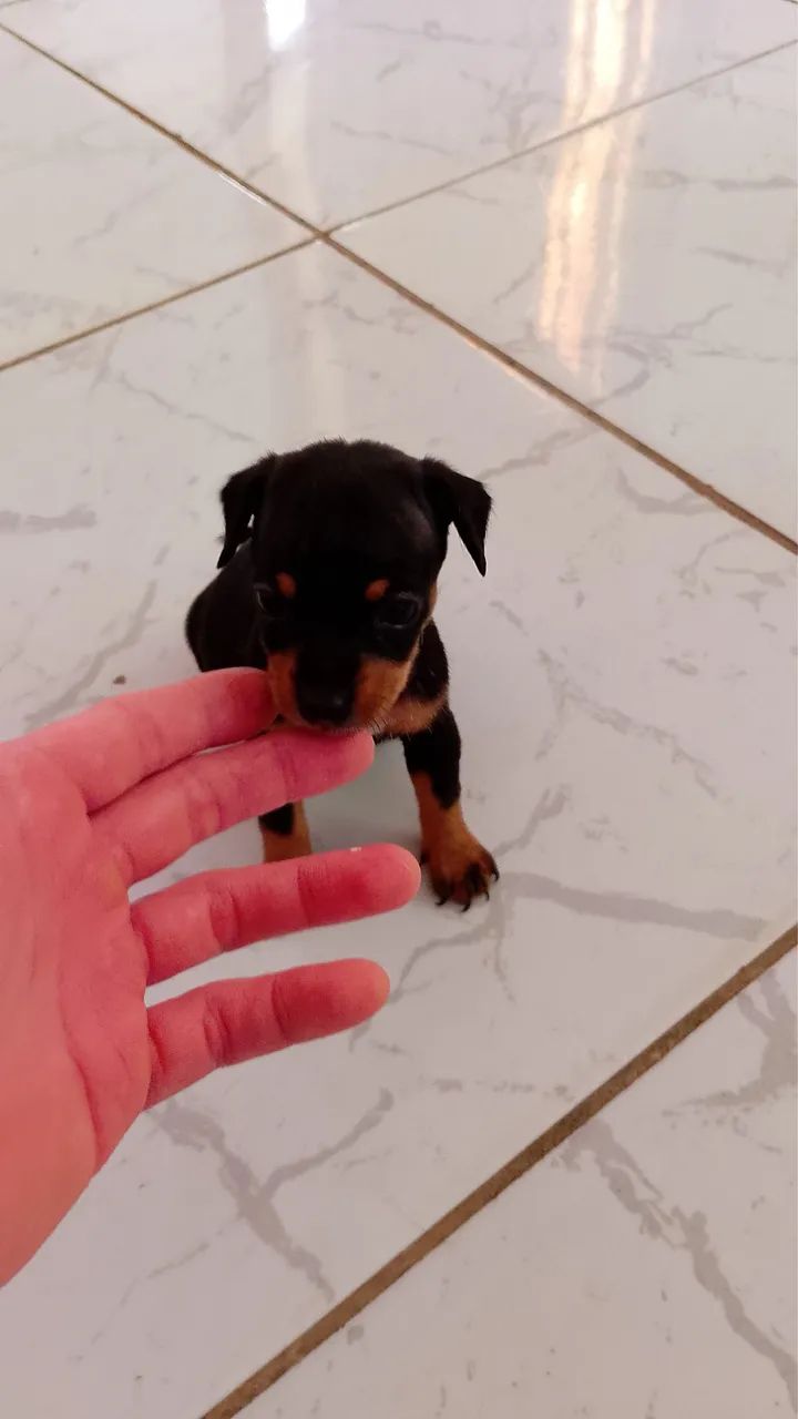 Pinscher N? 01 - Foto 2