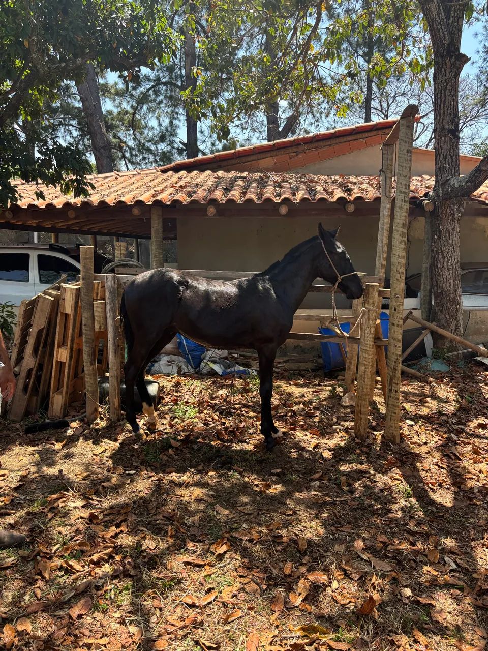 Potro mangalarga 1 ano 