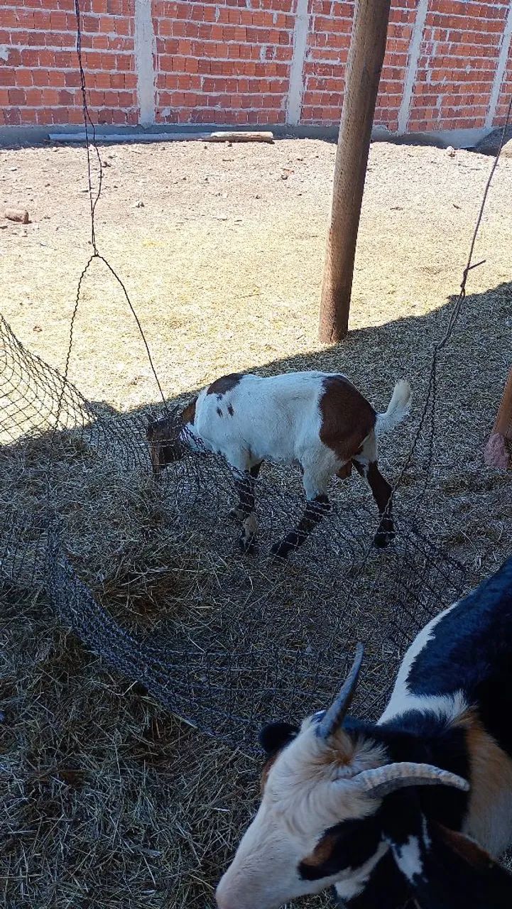 Vendo bodes cabras e carneiros  - Foto 2