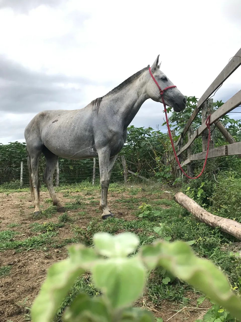 Égua marcha picada bom para criança andar