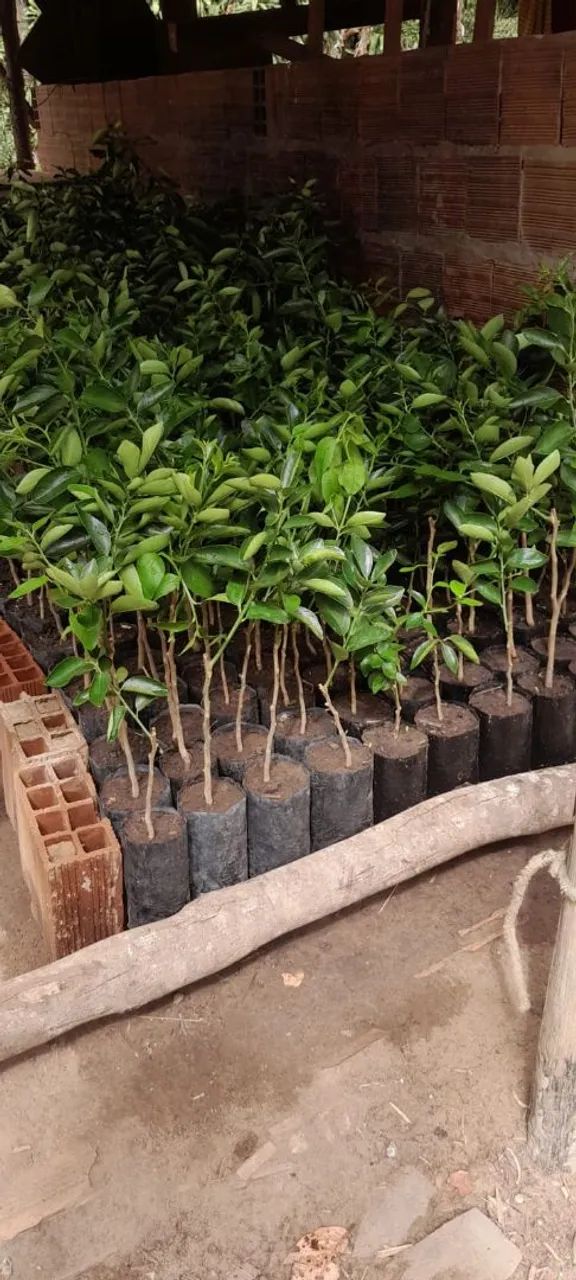 Mudas de laranja,  limão e tangerina  - Foto 3