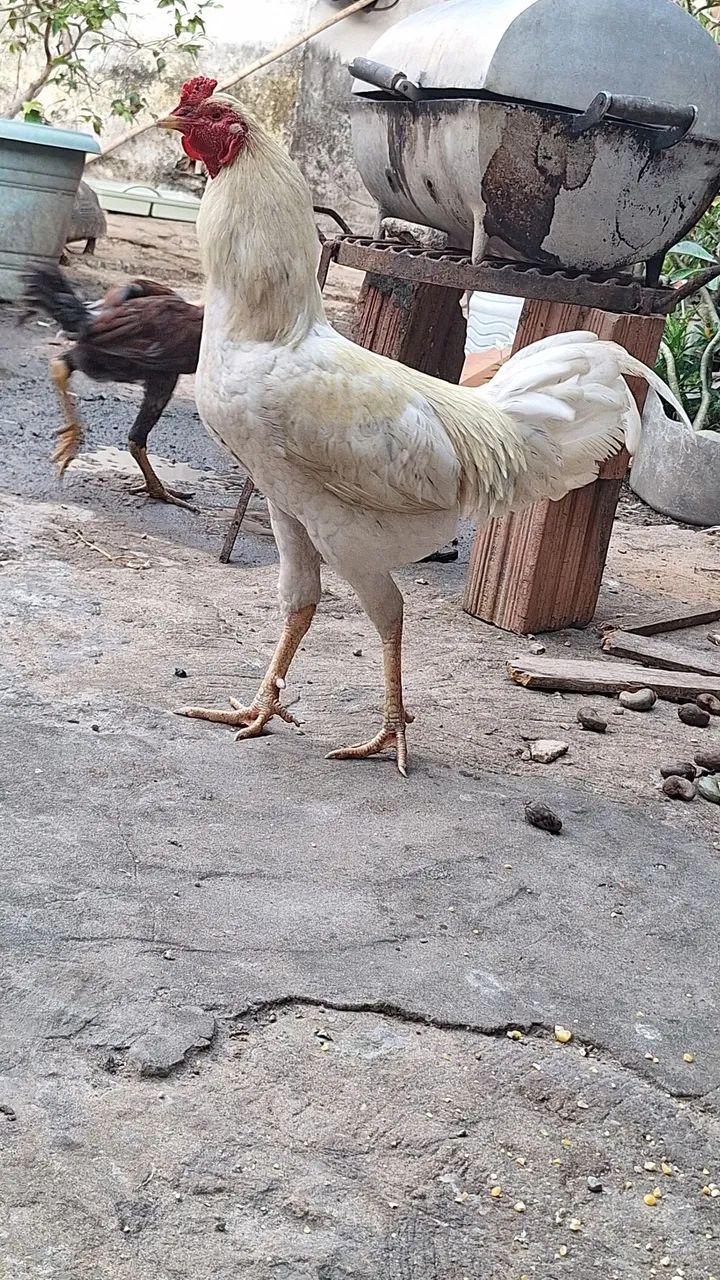 frango   50 reais 
