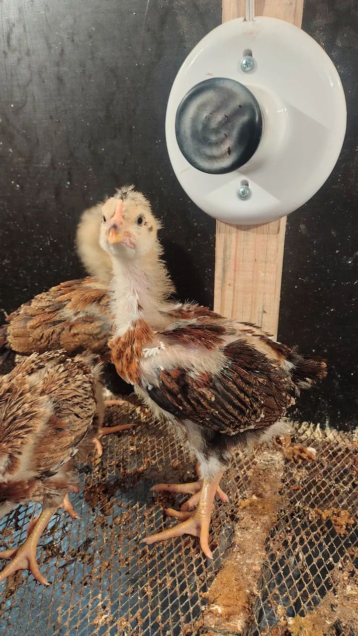 Pintinhos GSB  - Foto 4