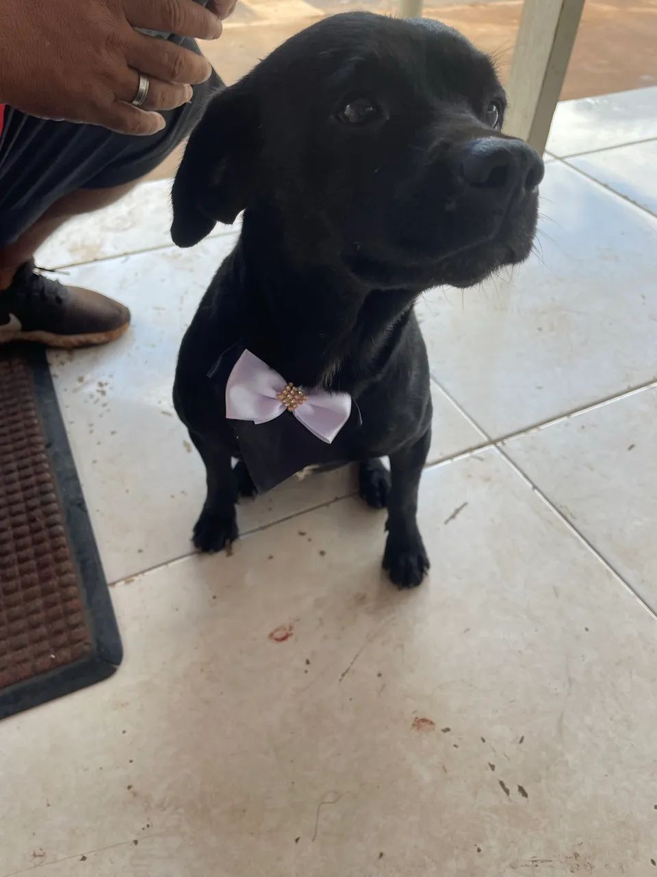 Cachorro para adoção  - Foto 3