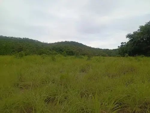 Fazenda de 70 alqueires Faina-GO - Foto 4
