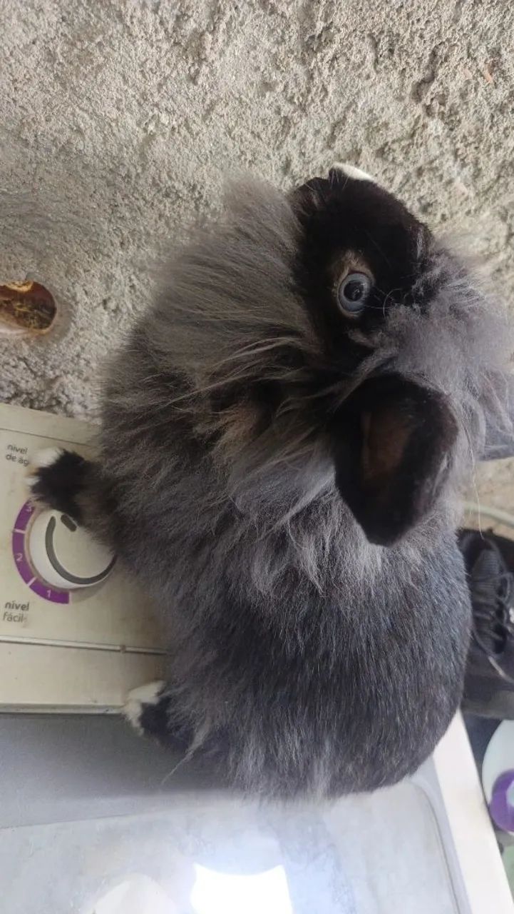 Mini coelho  - Foto 3