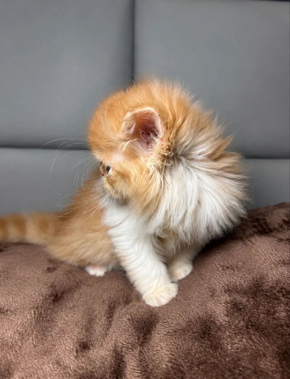 Gato persa  - Foto 5