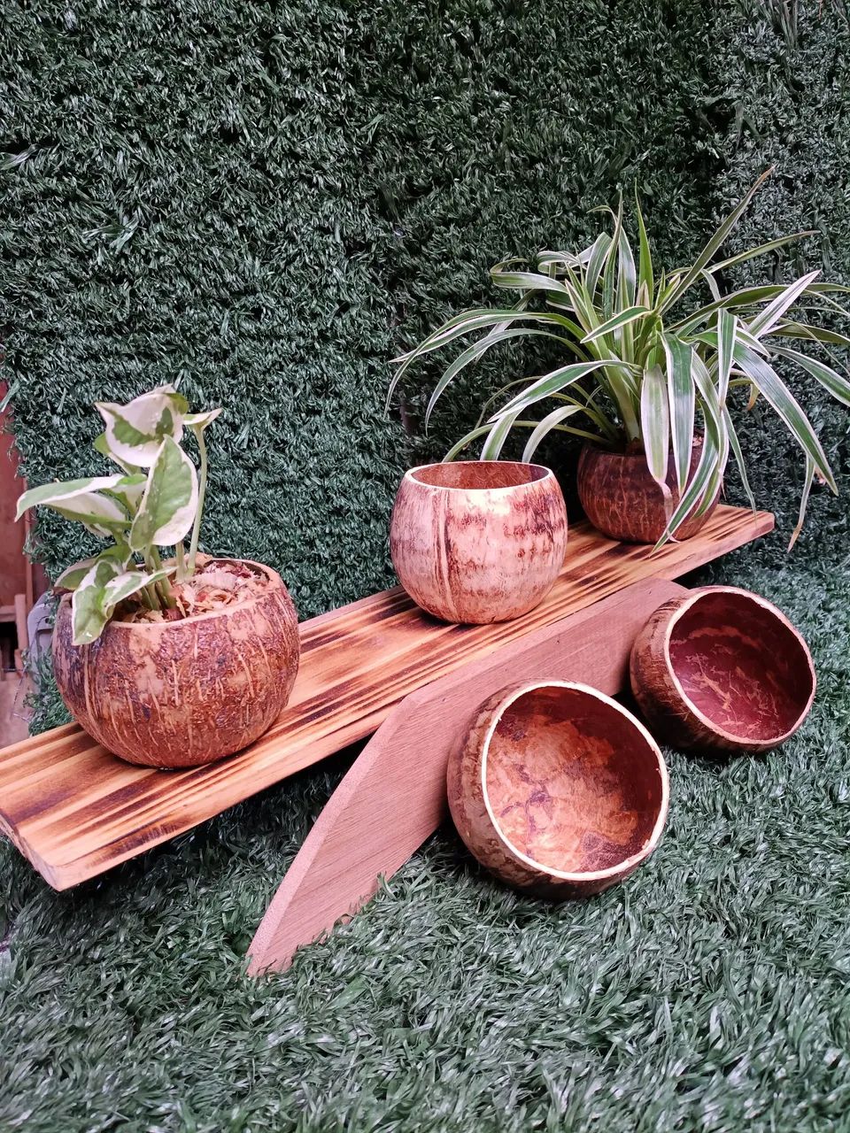 Lindo suporte para plantas modelo 3 coquinhos. - Foto 5