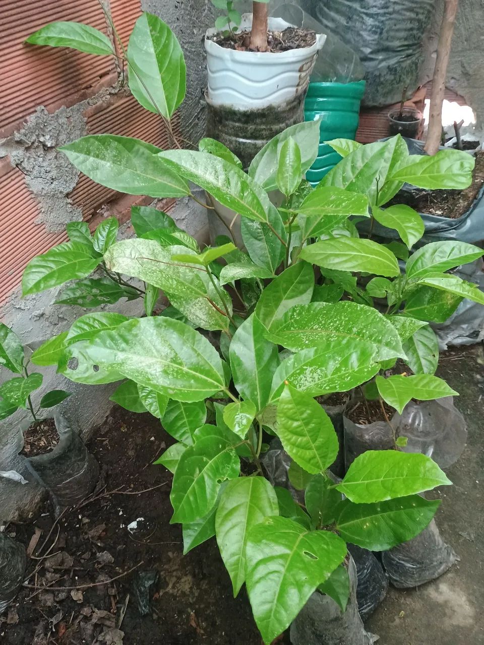 Muda de maracujá  - Foto 3