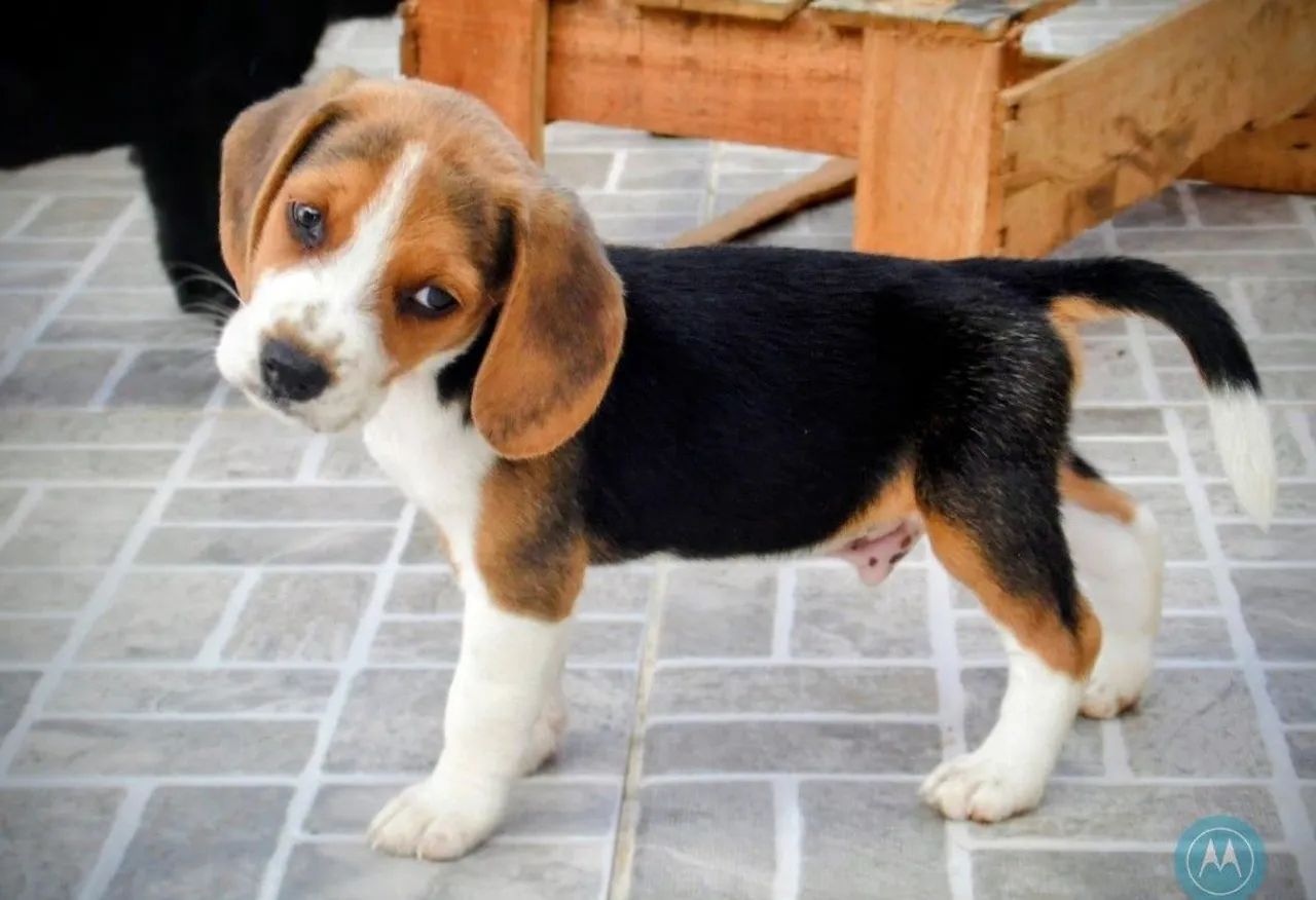Com pedigree - beagle - Foto 3