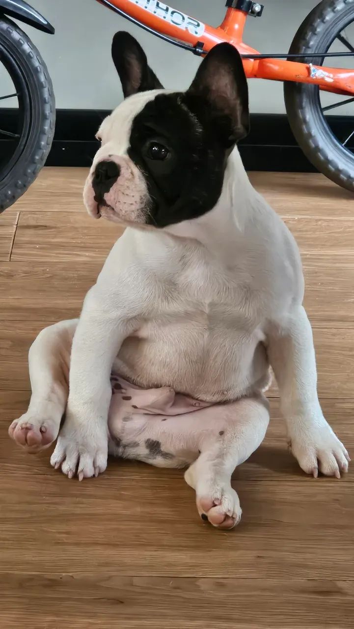 Filhote Buldogue Francês 