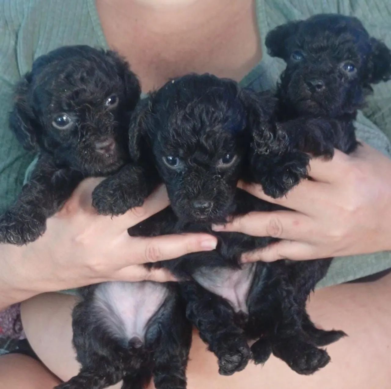 Poodle toy  - Foto 2