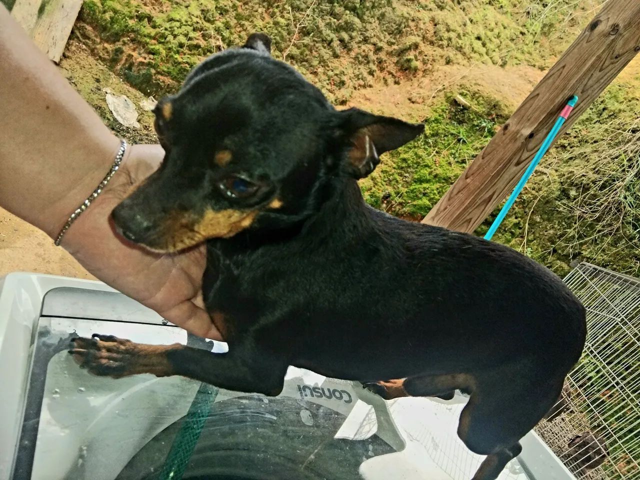 Pinscher adulto macho