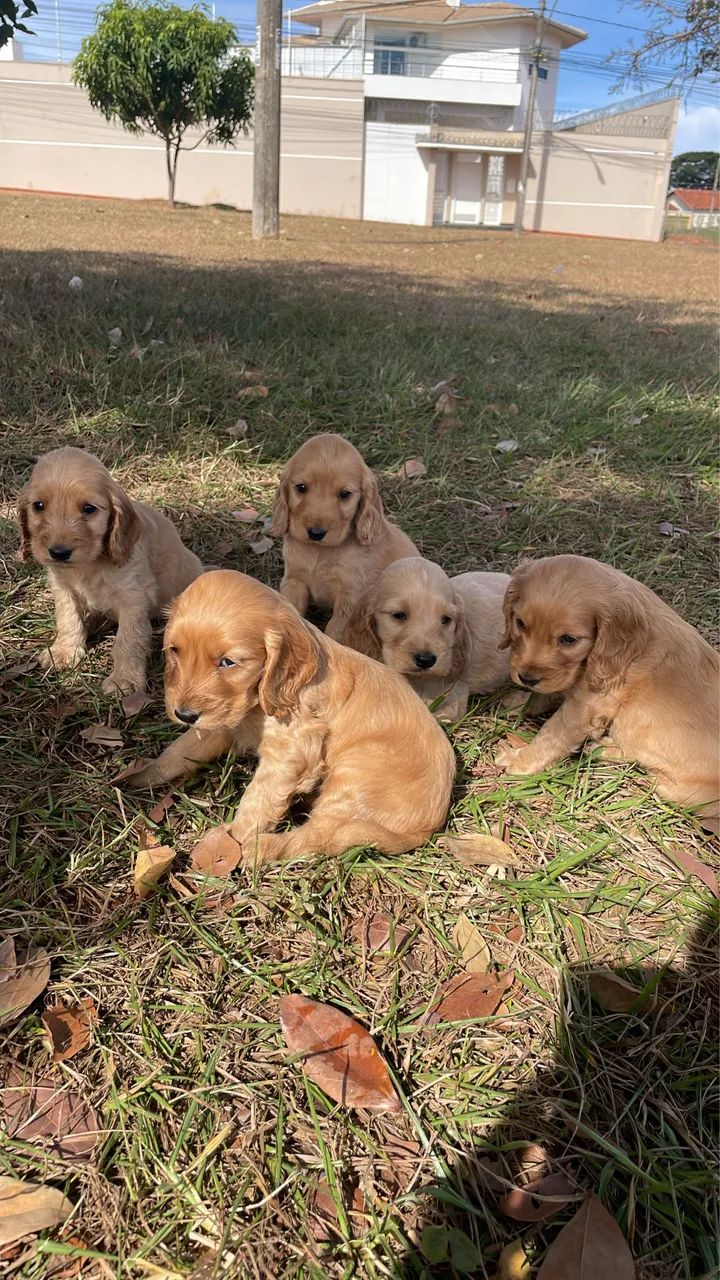 Cocker Spaniel  - Foto 2