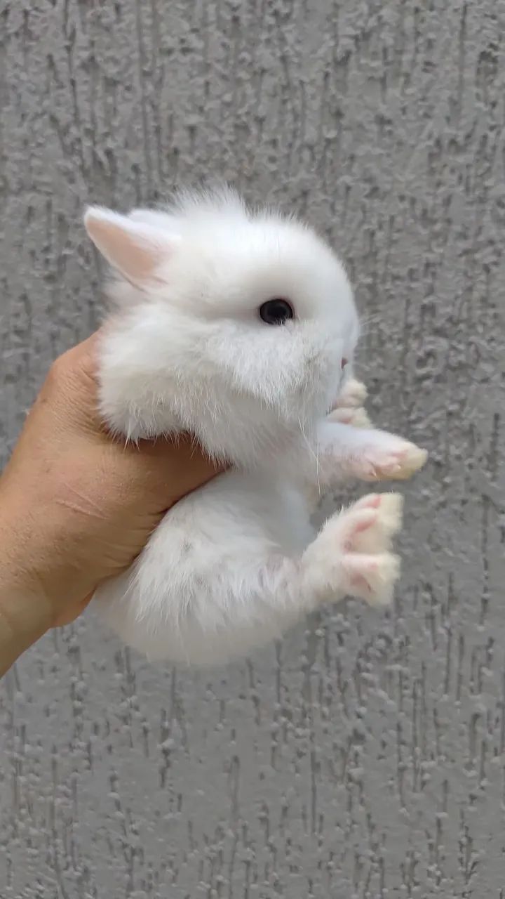 Filhotes coelhos Mini Lion - Foto 6