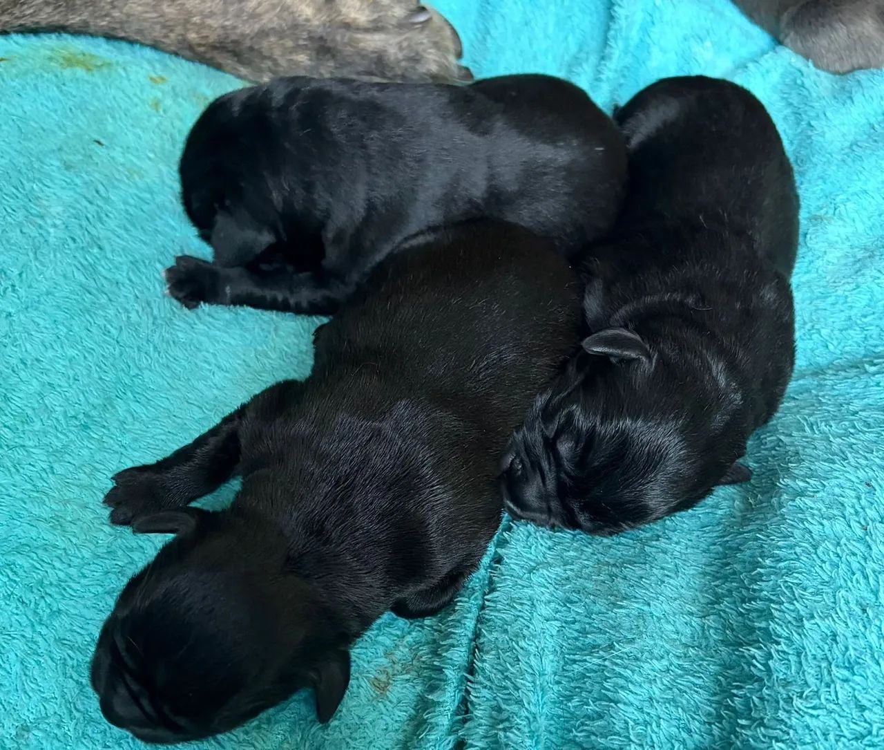 Cane corso Italiano  - Foto 4