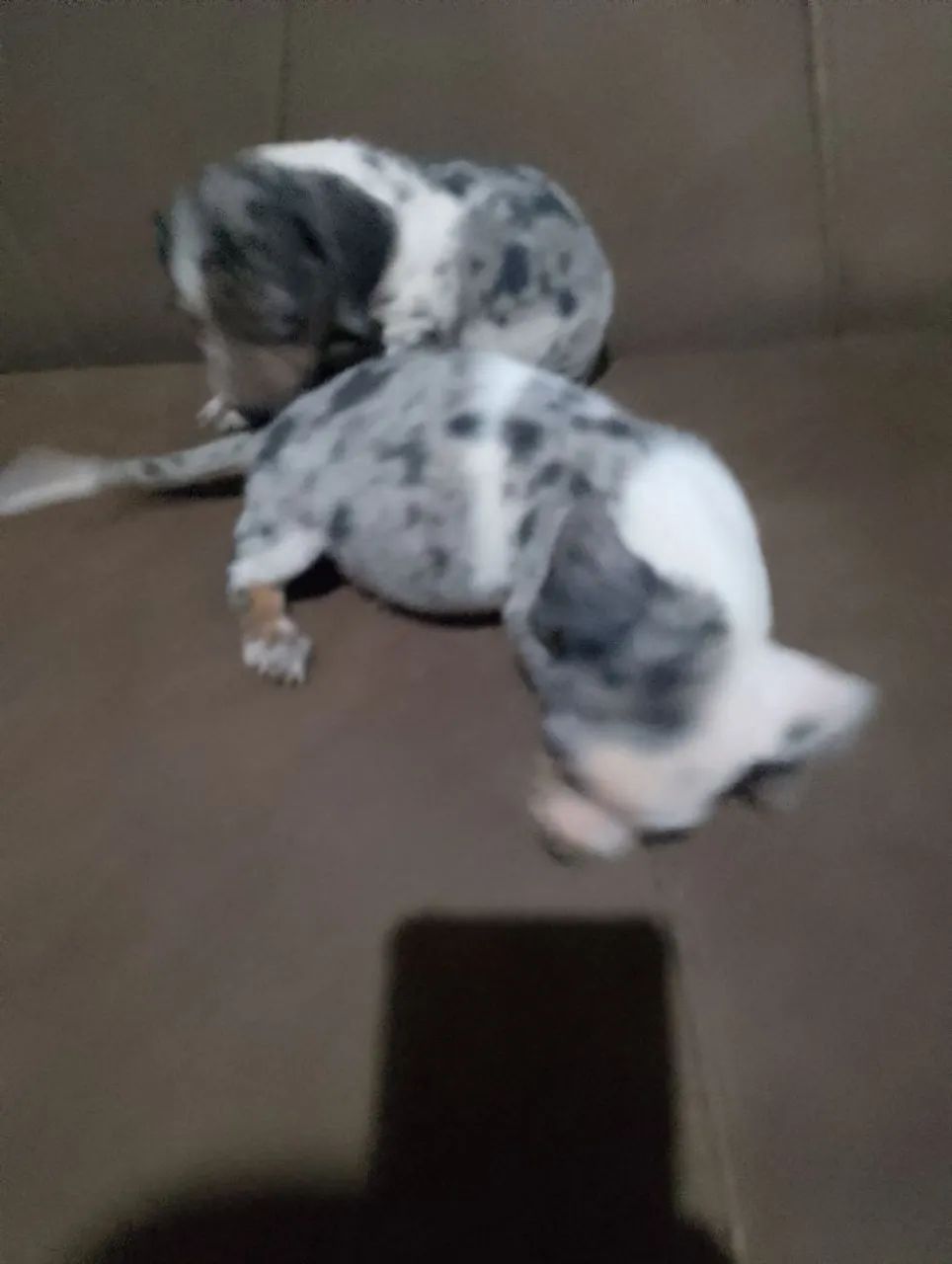 Dachshund Salsicha Macho - Foto 4