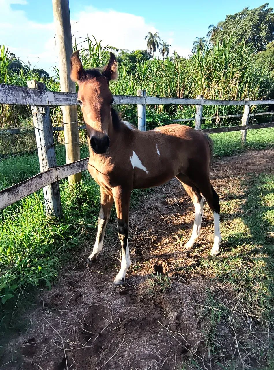 Potro pampa genética de Mangalarga Marchador! - Foto 3