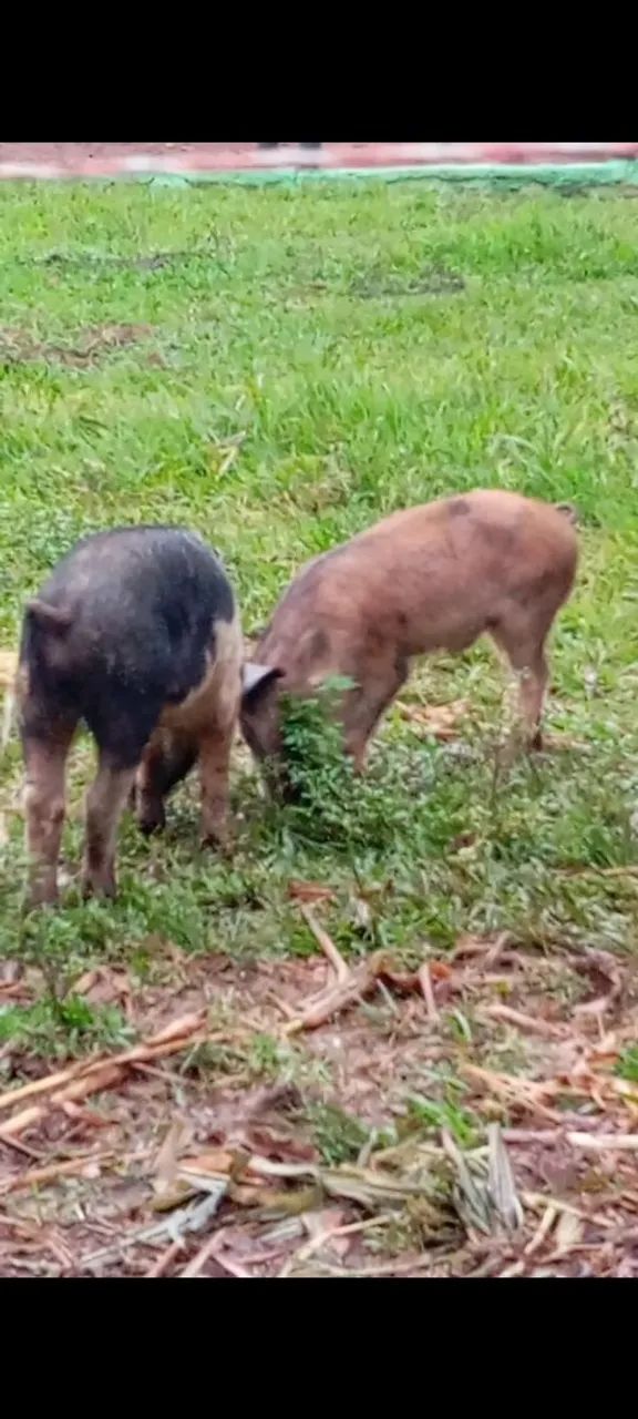 Porcos a venda  - Foto 5