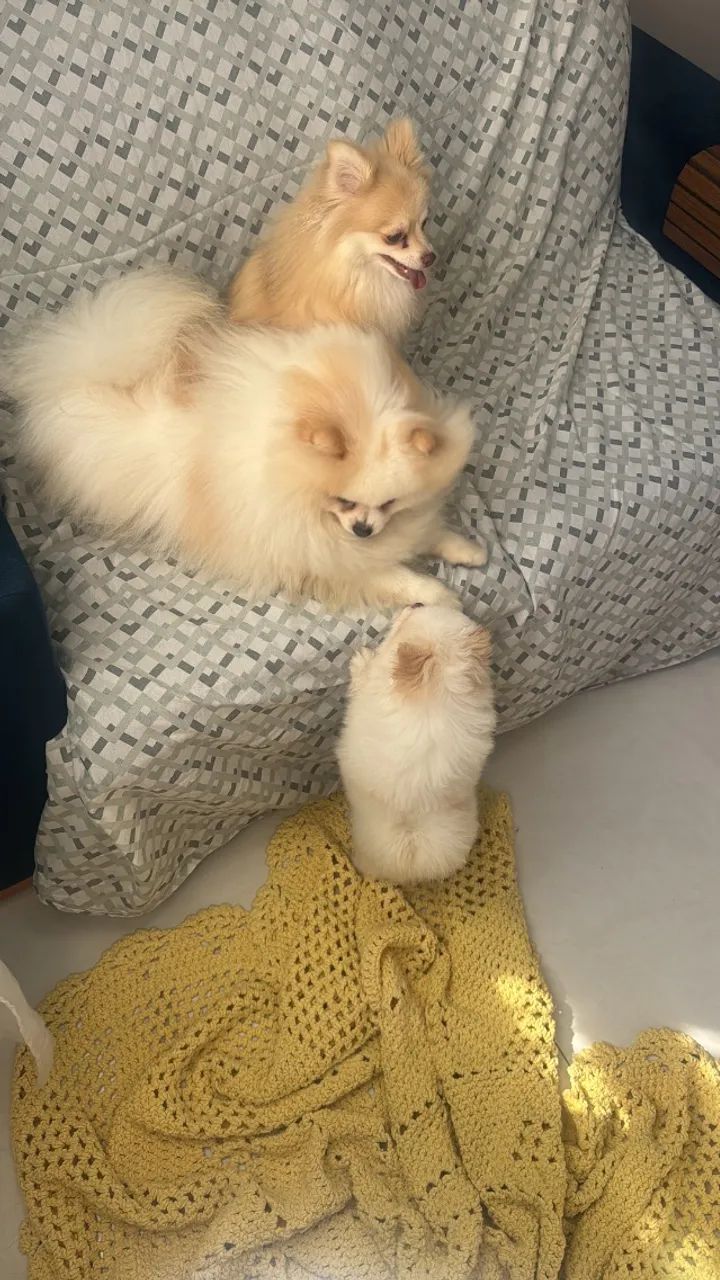 Filhote e Spitz Alemão  - Foto 3