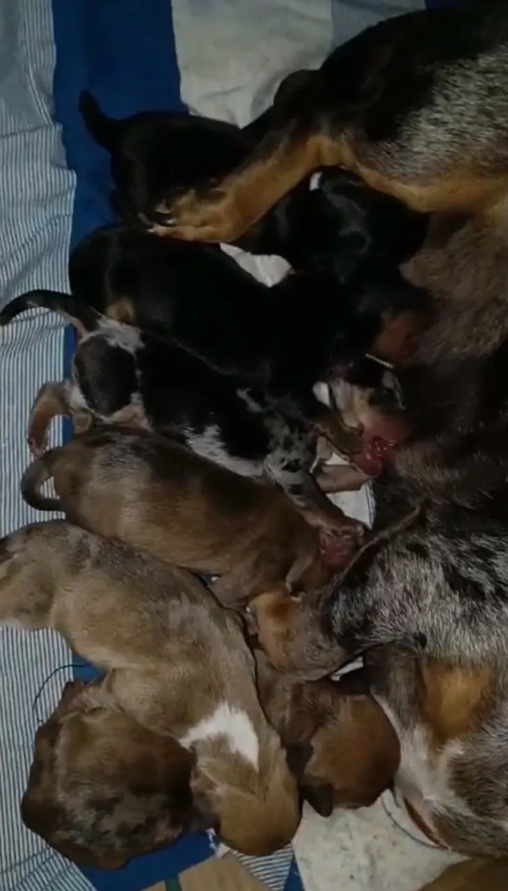 Basset Dachshund para reserva 