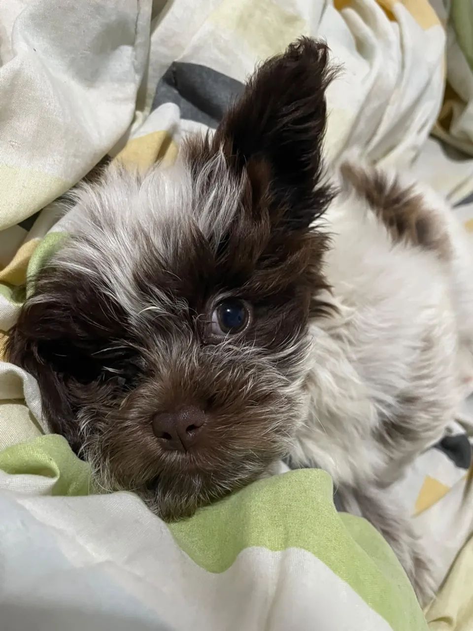 Vendo cachorro shih tzu macho dois meses - Foto 2