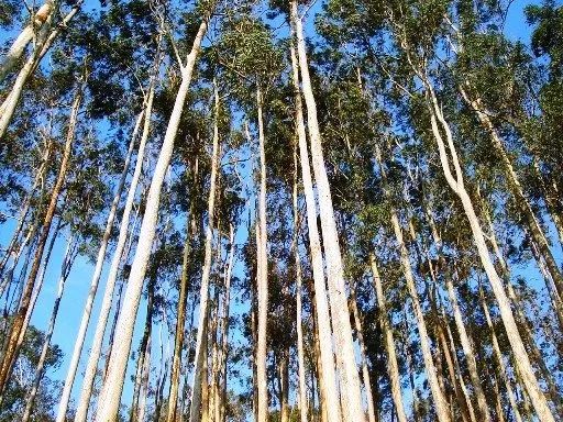 Floresta de Eucalipto Grandys