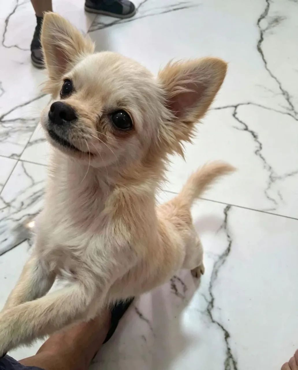 Cachorro  - Foto 2