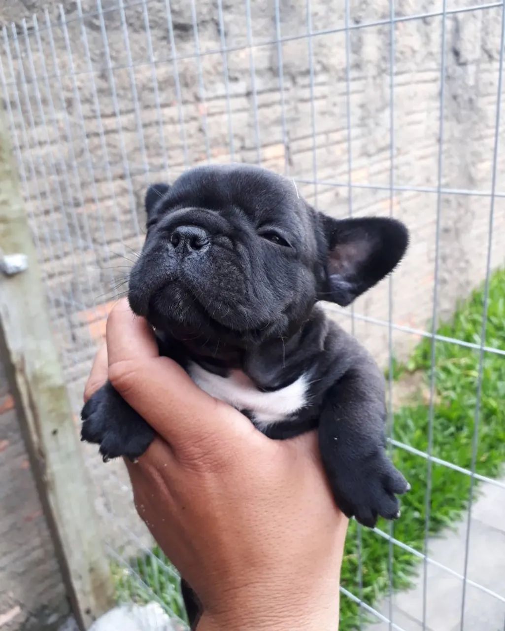 Bulldog frances  - Foto 2