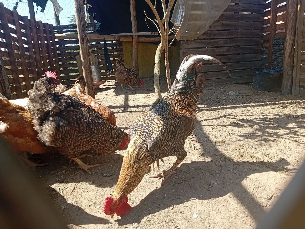 Vendo Galos - Foto 4