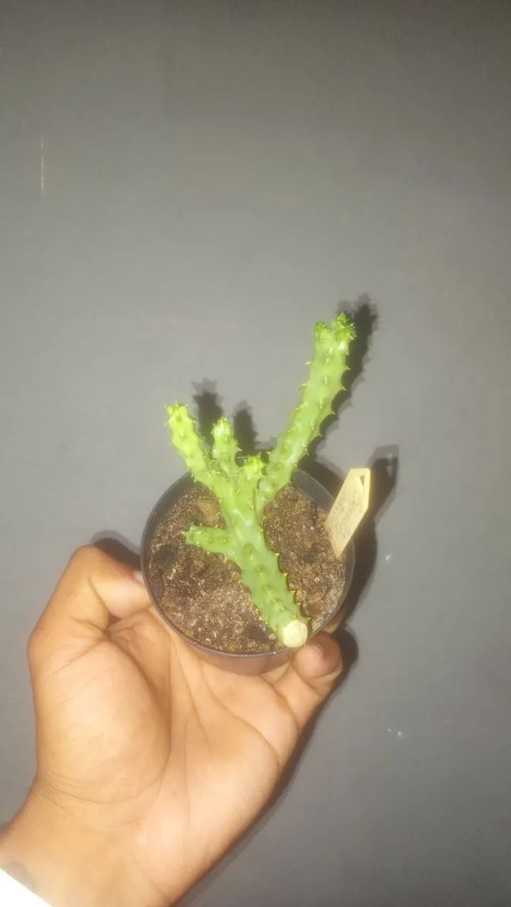 Cacto tapete-persa (Edithcolea grandis var. Somalia) - Foto 2