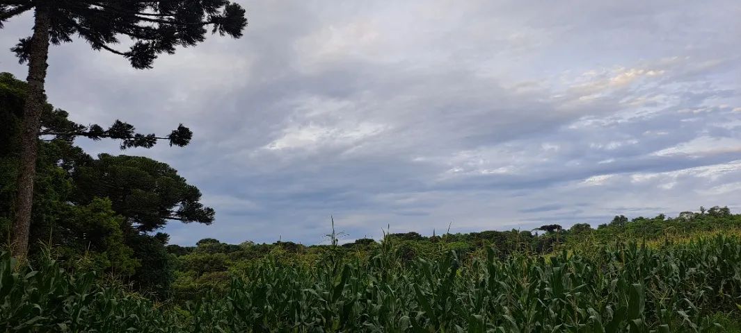 Área Rural 93.000 m² em Balsa Nova - Rodeio Chapada | Nascente e Riacho - Foto 3