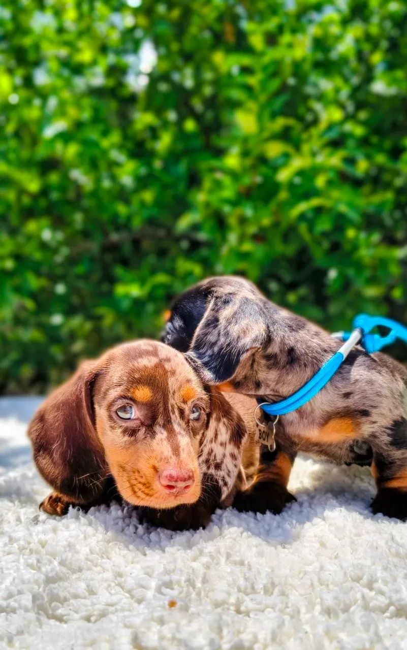 Belíssimos salcichinhas  - Foto 2