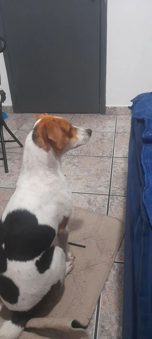 Doa-se cachorra - Foto 2