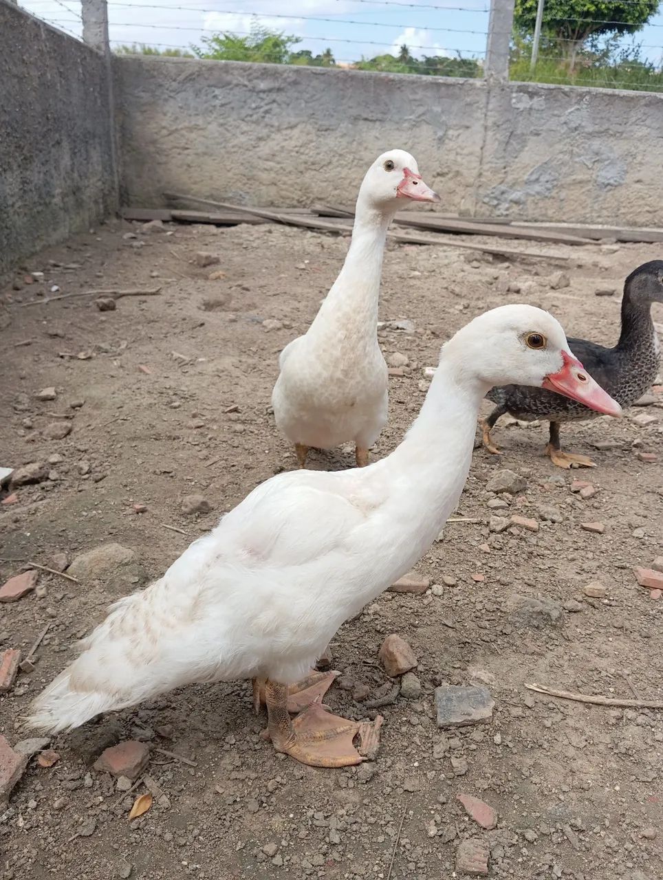 Combo de Patos  - Foto 4