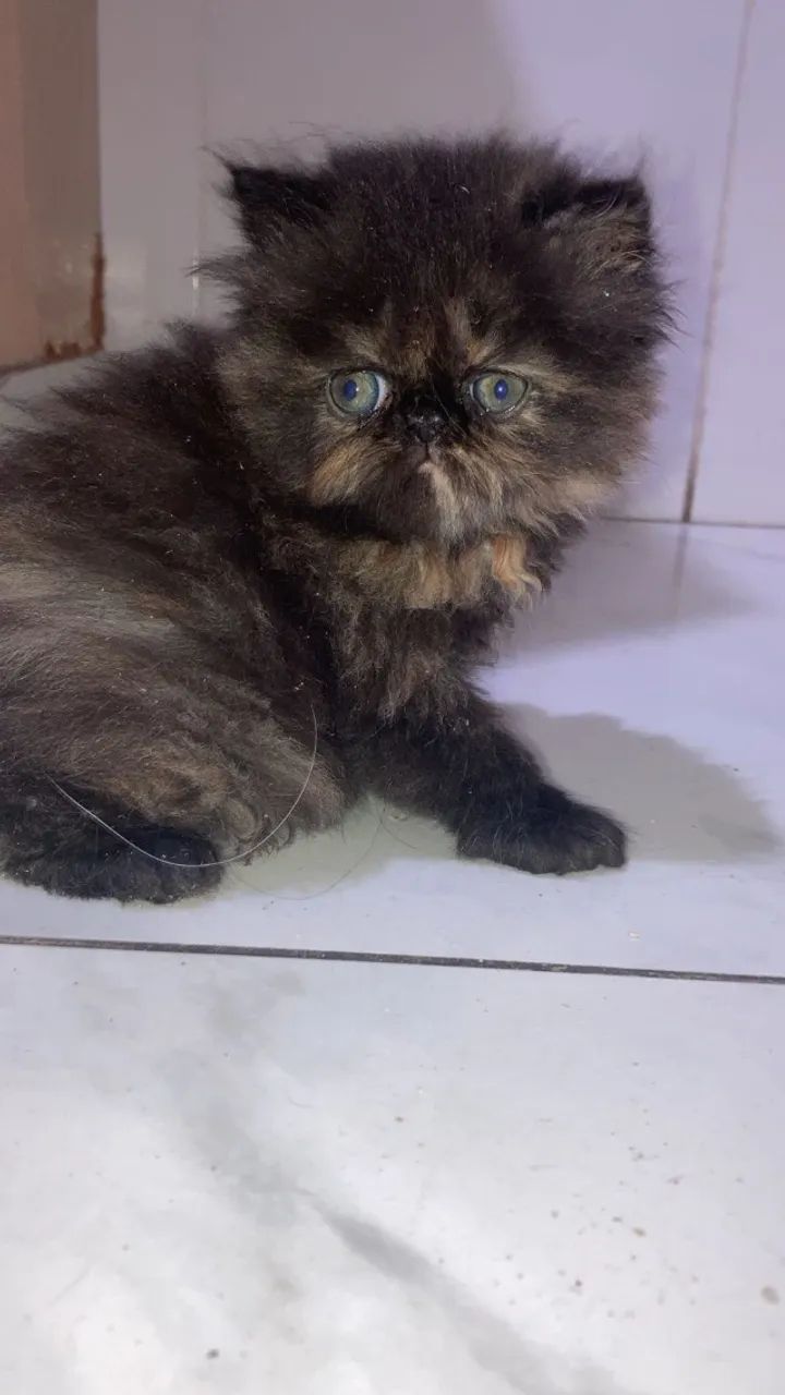 Gatinho Persa - Foto 2