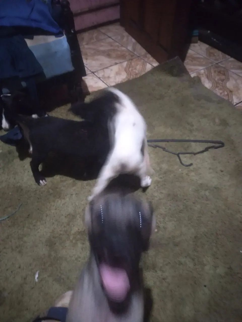 Cachorrinhos para doação - Foto 3