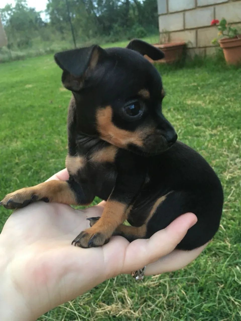Pinscher o mais procurado- macho 