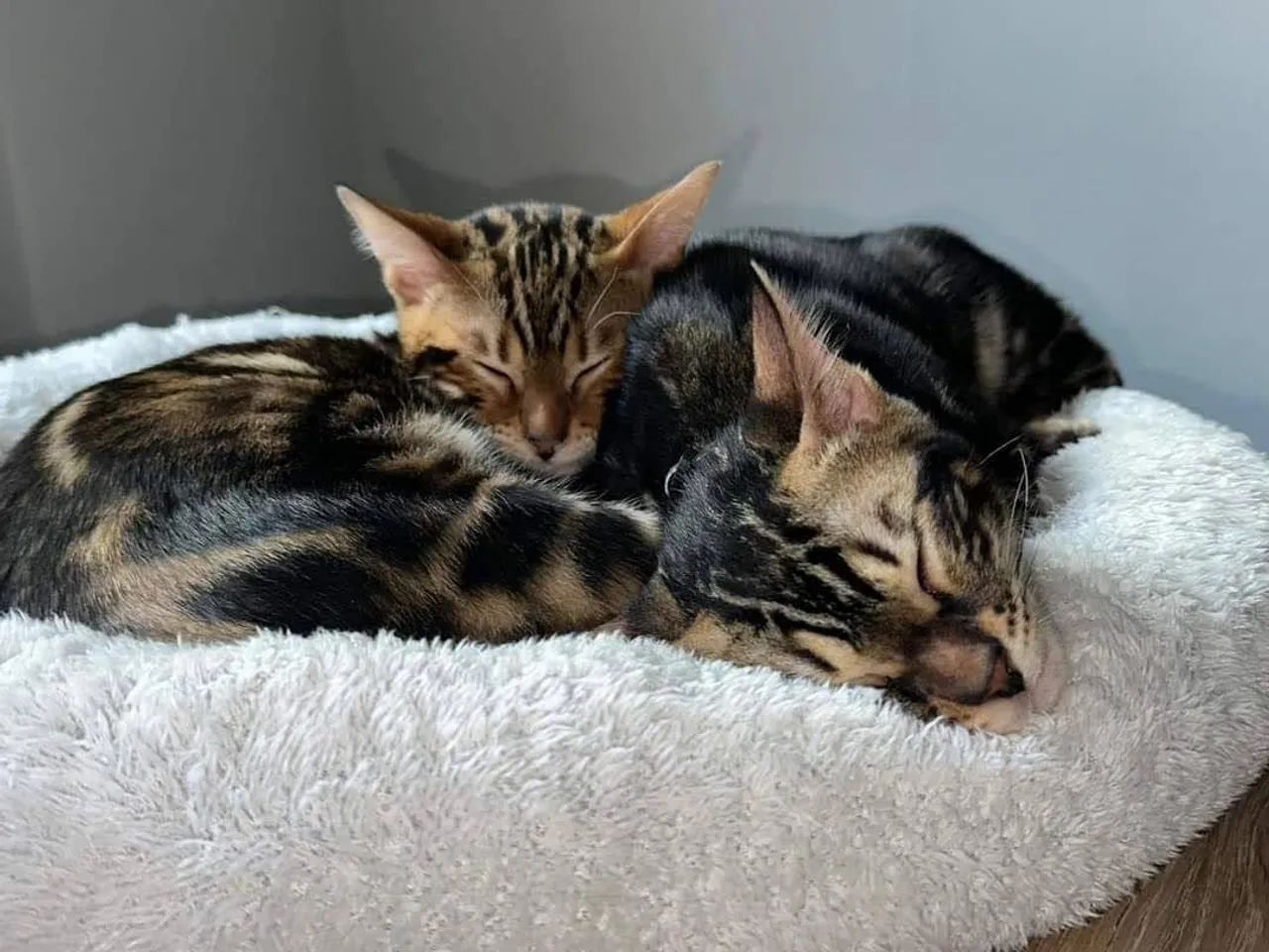 Filhotes Bengal Marbled Silver - 2 meses - Pais no local - Entregamos - Foto 5