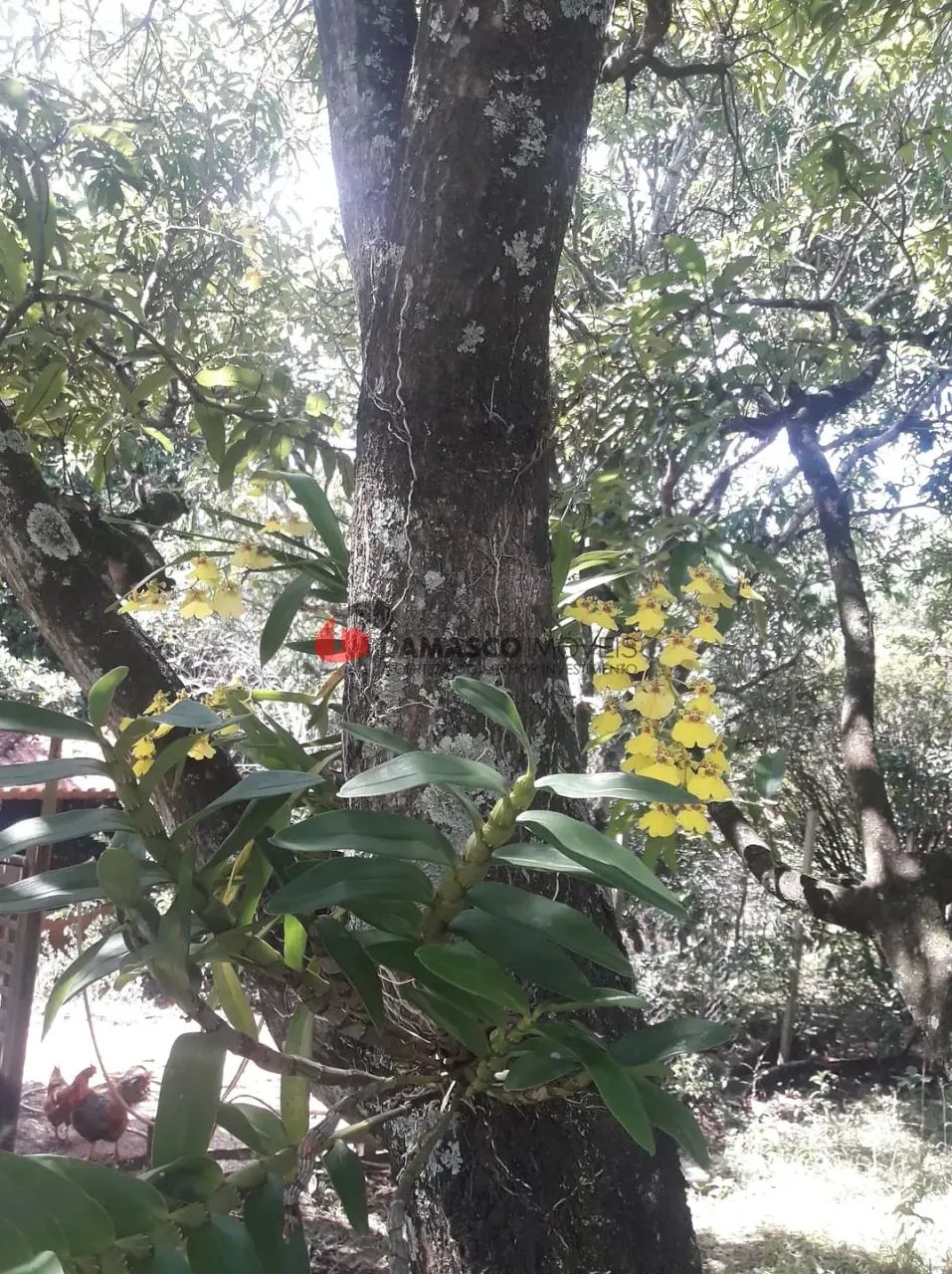 Chácara em Chácara dos Pinhais - Foto 3