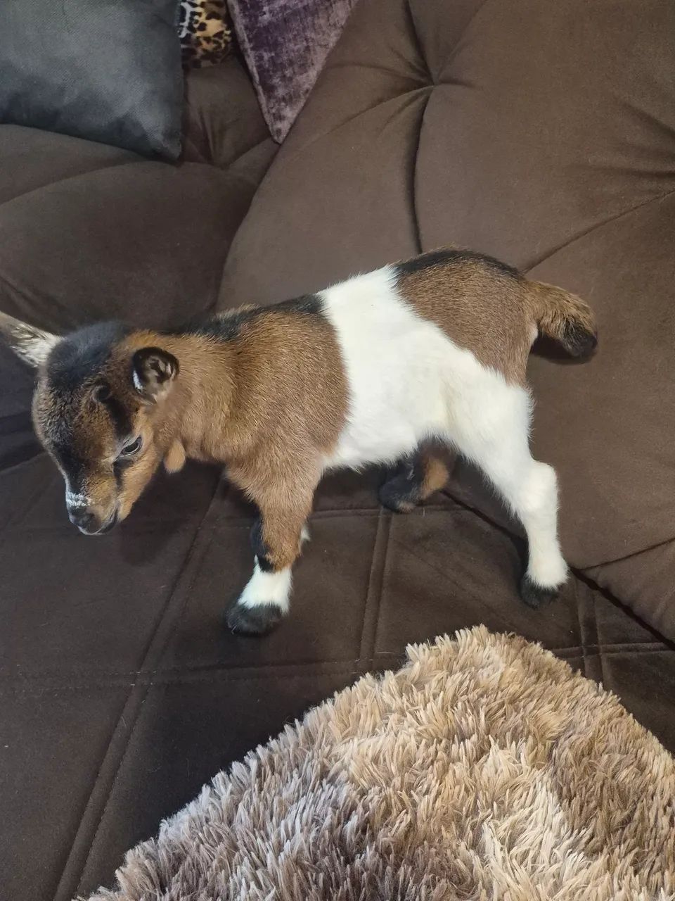 mini cabritinho   - Foto 3