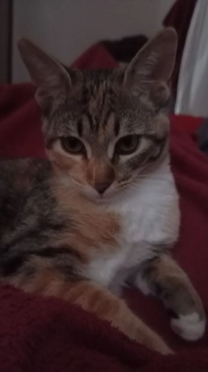 Gata para doação  - Foto 4